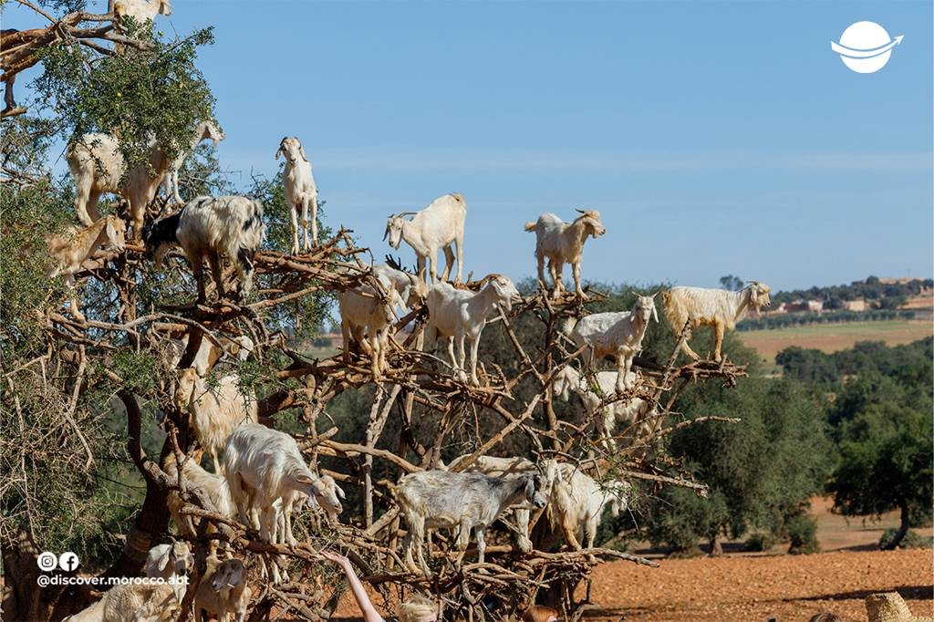 Les chèvres Dans Les Arbres - Tourisme Agadir Souss-Massa
