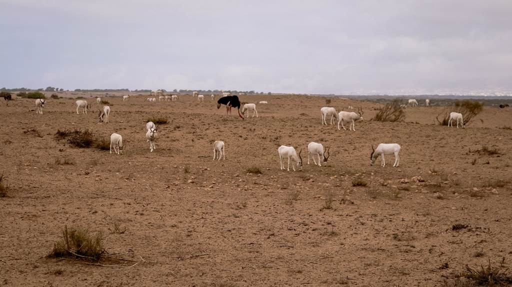 Massa Desert Safari - Tourisme Agadir Souss-Massa