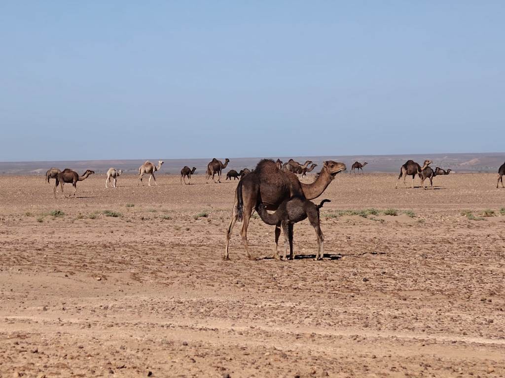 Parc national d'iriqui et les dunes - Tourisme Agadir Souss-Massa