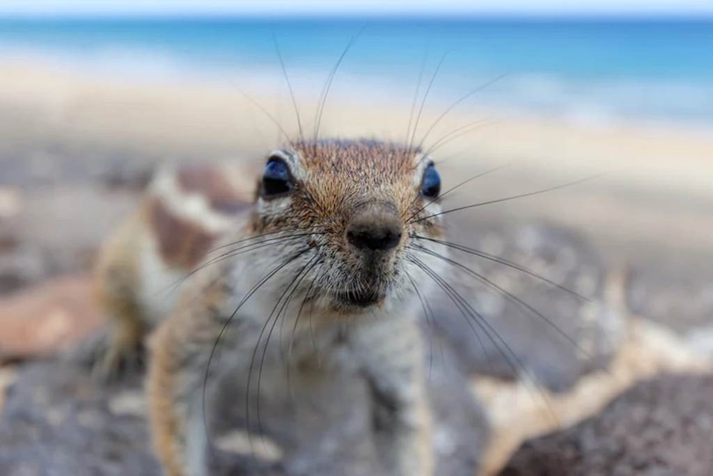 Petit Sahara En 4x4 Depuis Agadir Maroc| Déjeuner inclus - Tourisme Agadir Souss-Massa