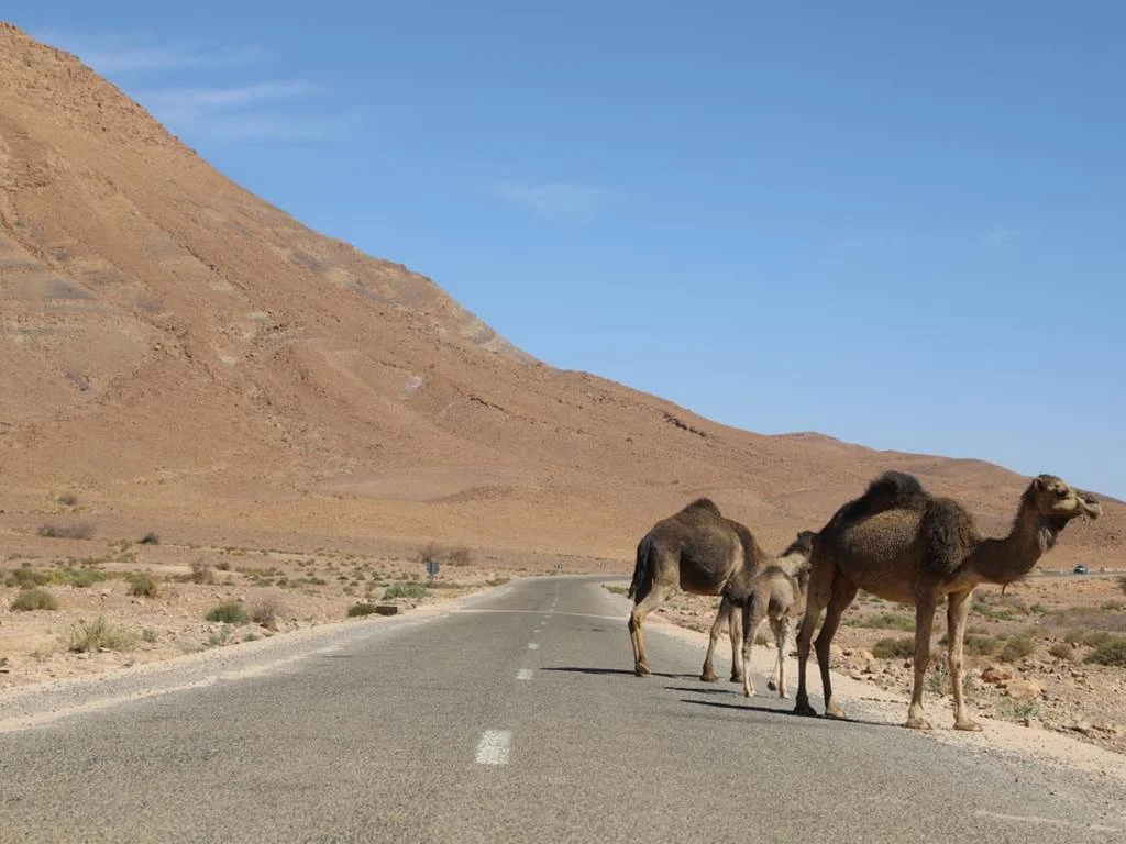 E-Bike : Randonnée Tata - Afra Oasis - Tourisme Agadir Souss-Massa