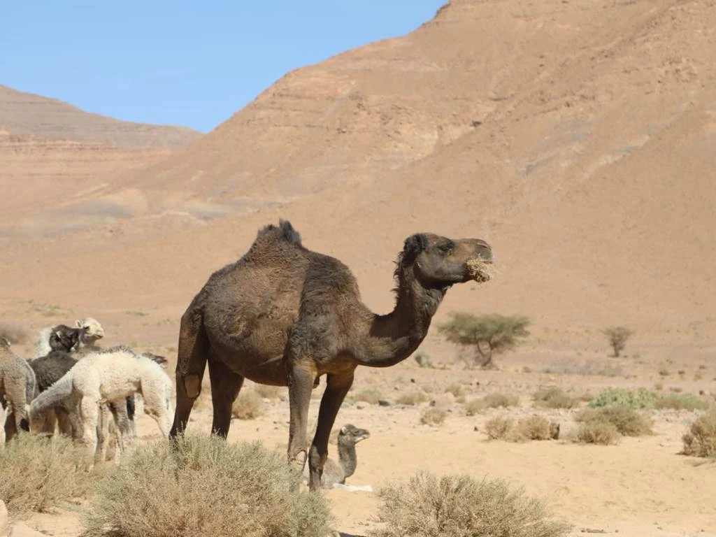 E-Bike : Randonnée Tata - Afra Oasis - Tourisme Agadir Souss-Massa