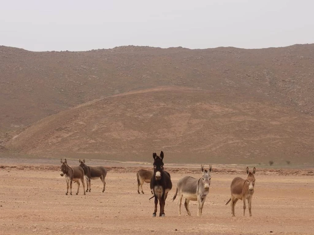 E-Bike : Randonnée Tata - Afra Oasis - Tourisme Agadir Souss-Massa