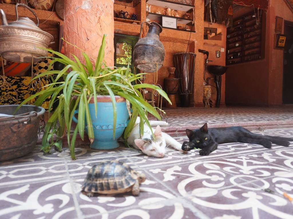 RIAD ESPACE ASRIR - Tourisme Agadir Souss-Massa