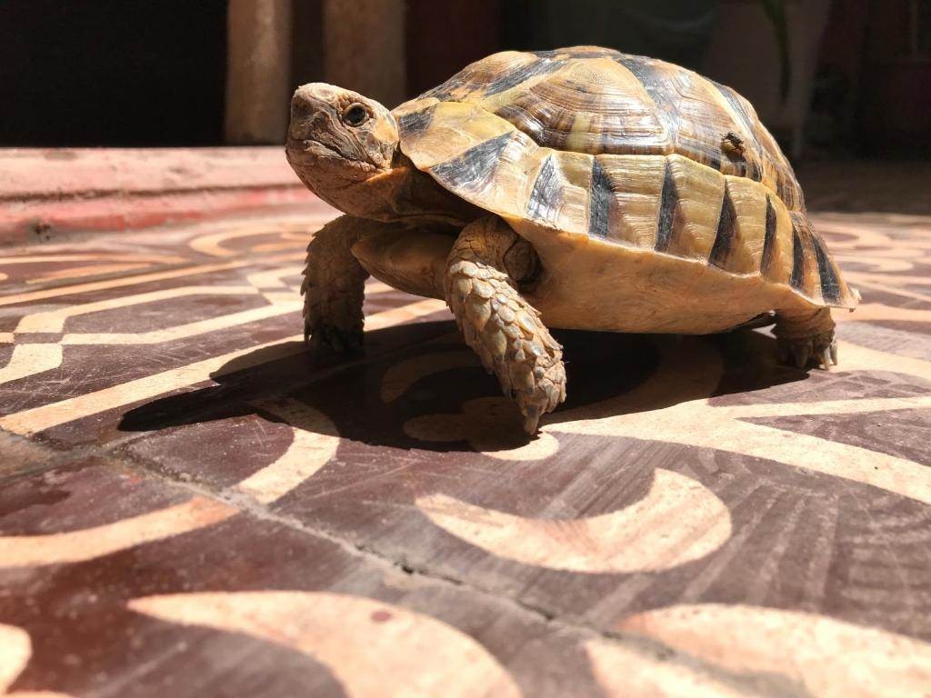 RIAD ESPACE ASRIR - Tourisme Agadir Souss-Massa