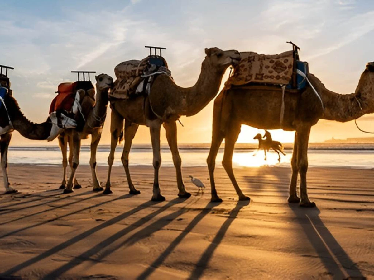 Sandboarding, Balade à dos de dromadaire, Buggy & BBQ - Tourisme Agadir Souss-Massa