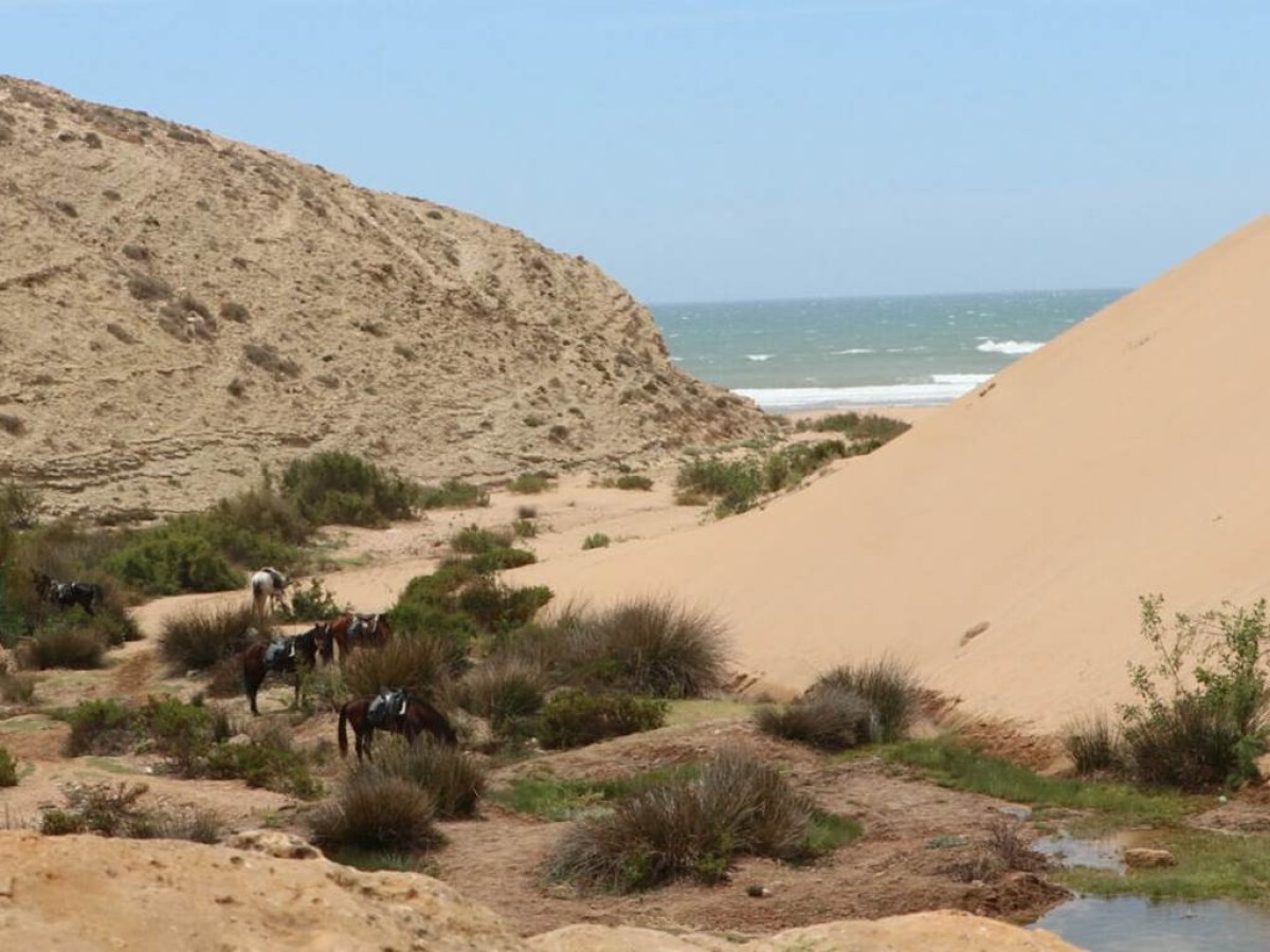 Surf et randonné  entre imsouane et Essaouira - Tourisme Agadir Souss-Massa