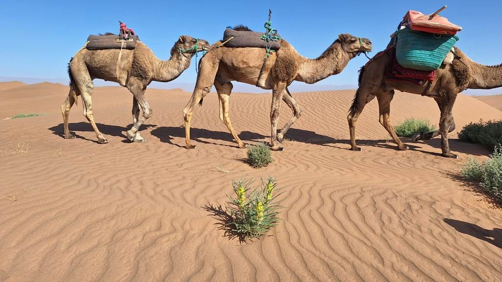 Trek les dunes -erg lghoul - 3 jours / 2 nuits - Tourisme Agadir Souss-Massa